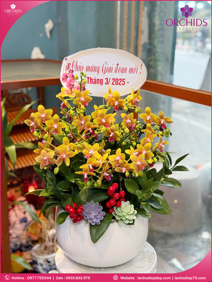 Chậu hoa lan hồ điệp mini 5 cành