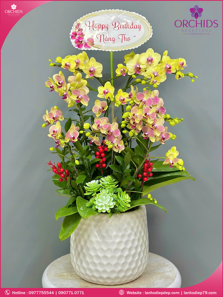 Chậu hoa lan hồ điệp mini 6 cành