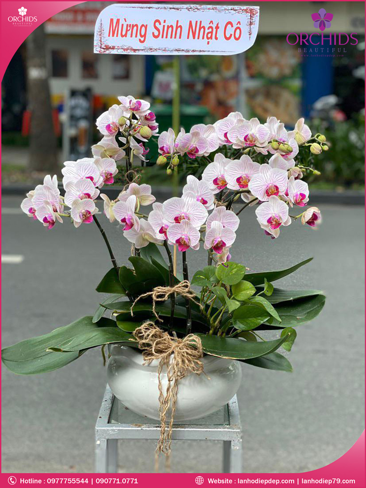 Chậu hoa lan hồ điệp mini hồng 7 cành