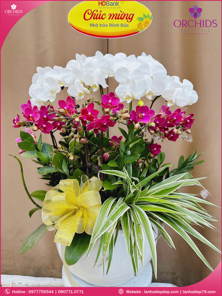 Chậu hoa lan hồ điệp mini trắng tím 7 cành
