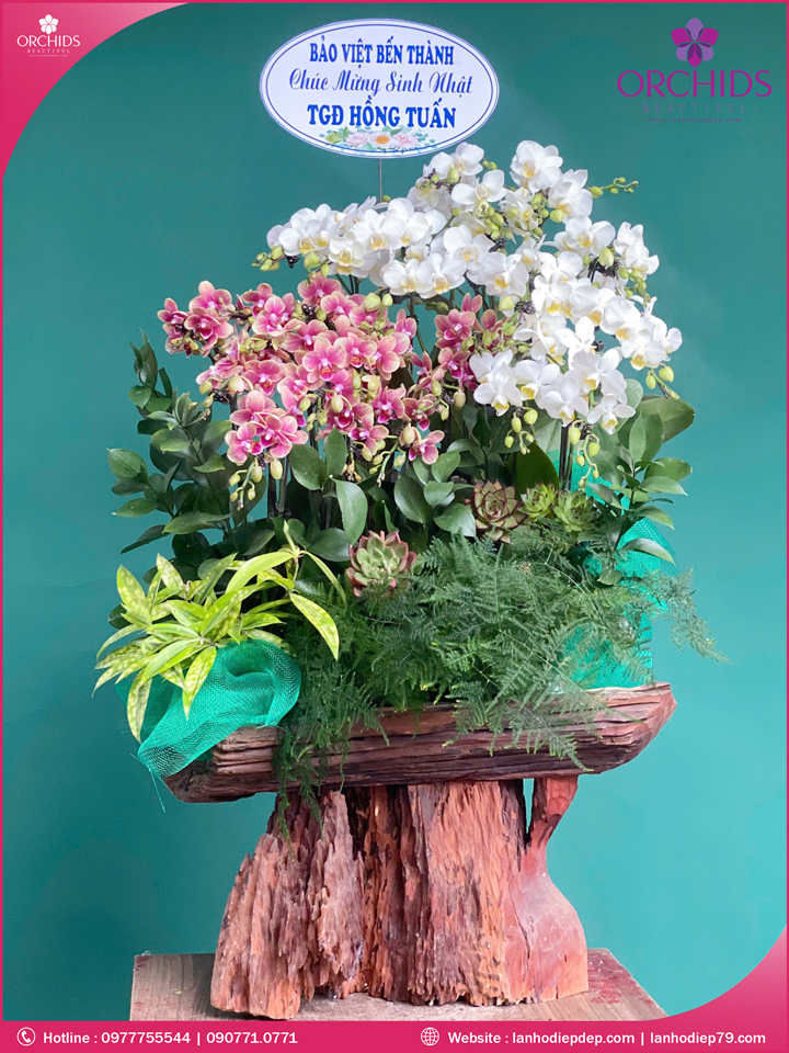 Chậu hoa lan hồ điệp mini ghép lũa 10 cành