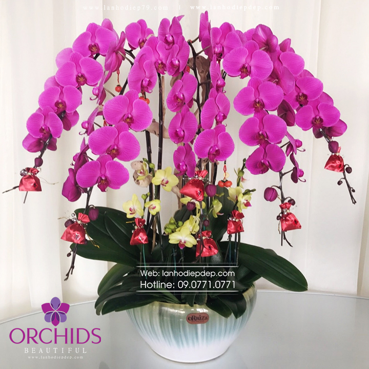 Chậu hoa lan đại hồ điệp tím siêu đẹp