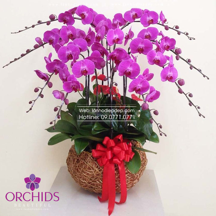 Chậu lan hồ điệp đẹp màu tím