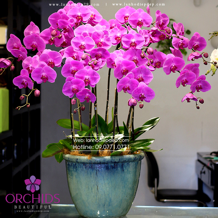 Chậu lan hồ điệp tím đẹp