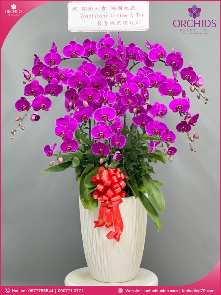 Chậu hoa lan hồ điệp tím 10 cành