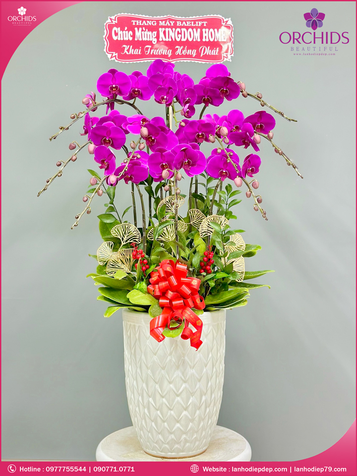 Chậu hoa lan hồ điệp tím 10 cành
