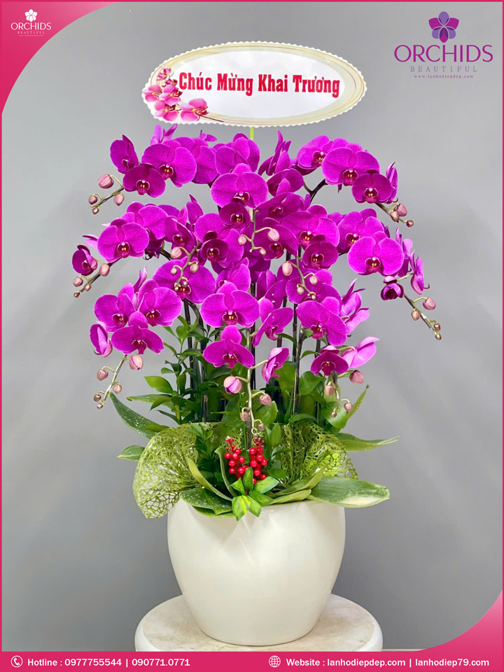 Chậu hoa lan hồ điệp tím 10 cành