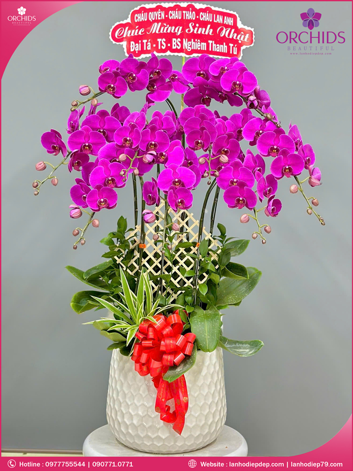 Chậu hoa lan hồ điệp tím 10 cành