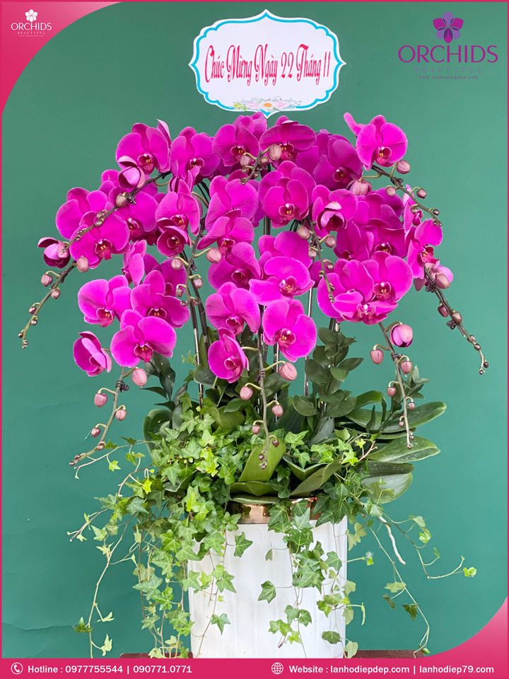 Chậu hoa lan hồ điệp tím 10 cành