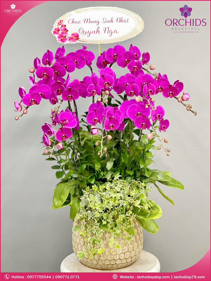 Chậu hoa lan hồ điệp tím 10 cành