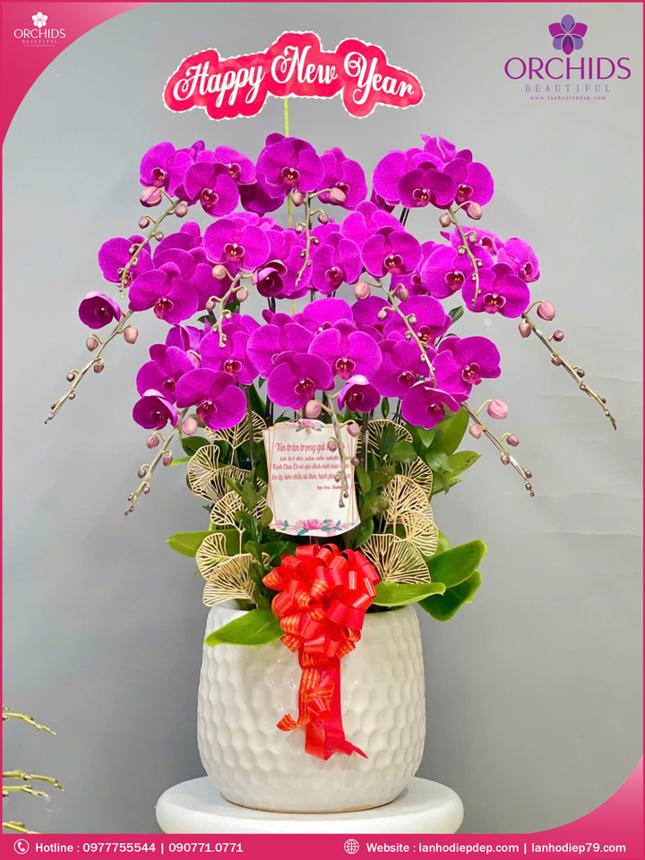 Chậu hoa lan hồ điệp tím 10 cành