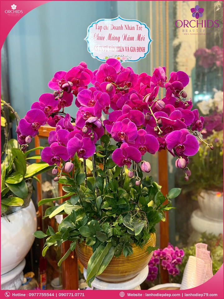 Chậu hoa lan hồ điệp tím 10 cành