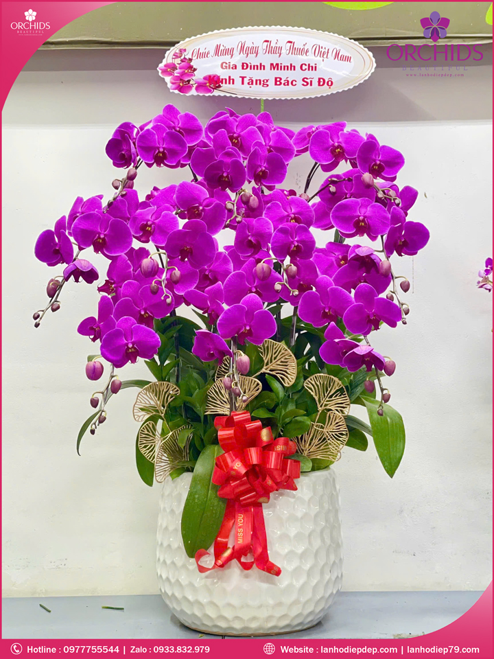 Chậu hoa lan hồ điệp tím 10 cành