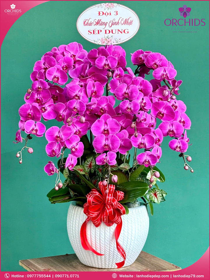 Chậu hoa lan hồ điệp tím 10 cành