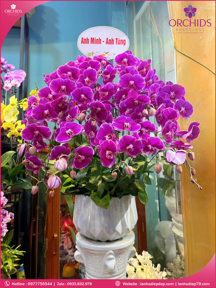 Chậu hoa lan hồ điệp tím 10 cành T189