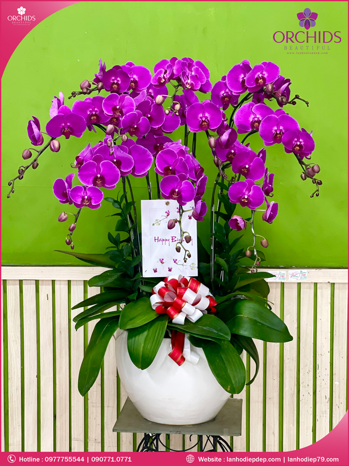 Chậu hoa lan hồ điệp tím 10 cành