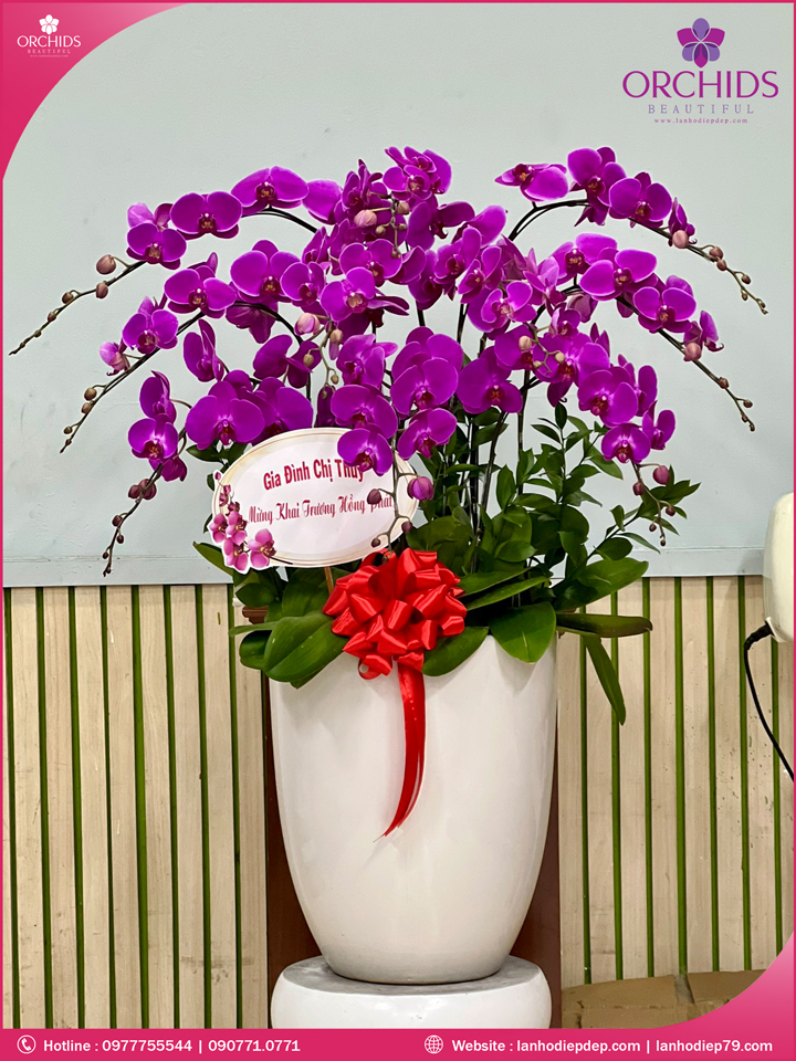 Chậu hoa lan hồ điệp tím 10 cành