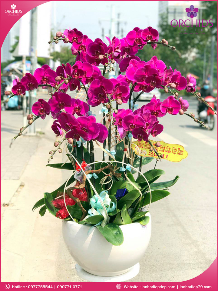 Chậu hoa lan hồ điệp tím 12 cành