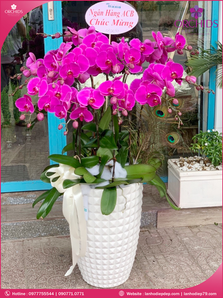 Chậu hoa lan hồ điệp tím 12 cành