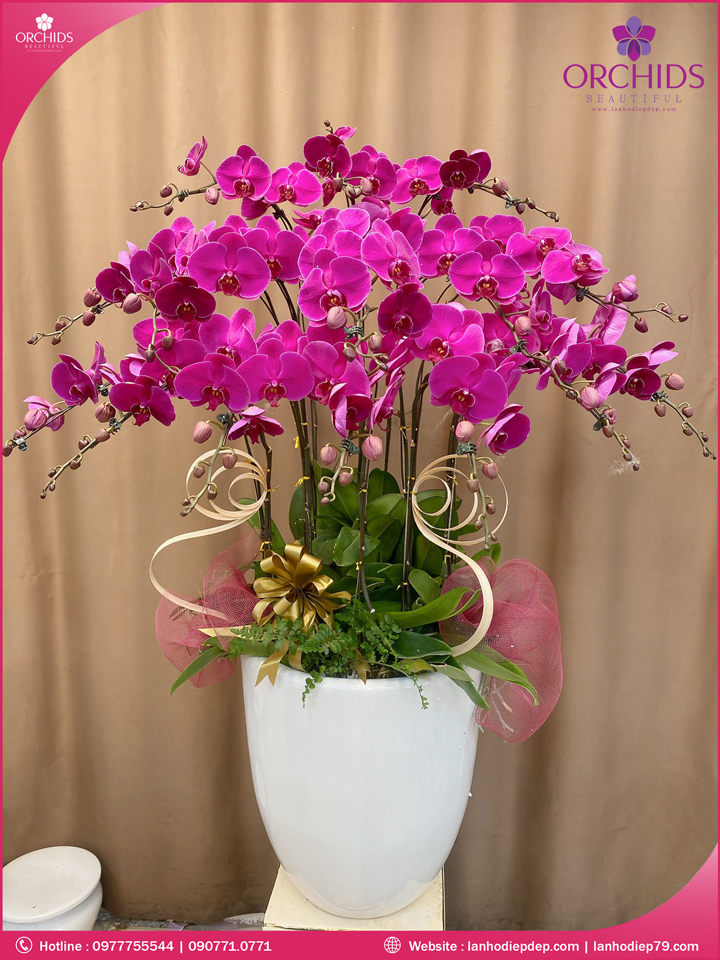 Chậu hoa lan hồ điệp tím 15 cành