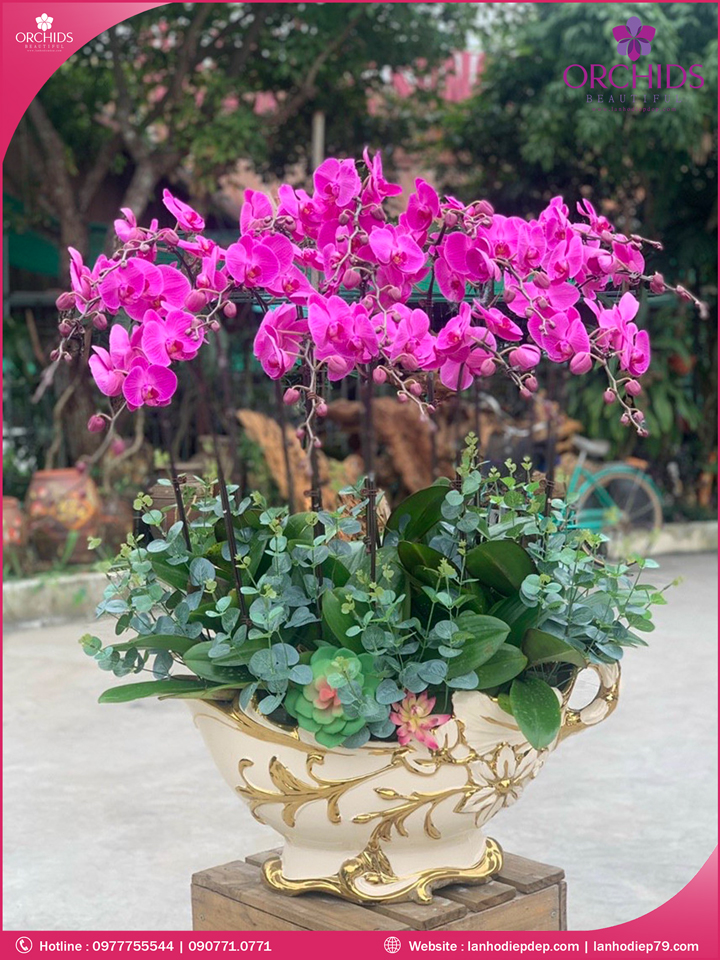 Chậu hoa lan hồ điệp tím 15 cành