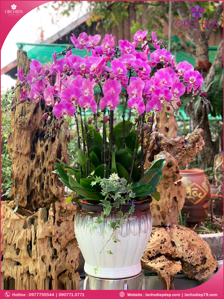 Chậu hoa lan hồ điệp tím 15 cành