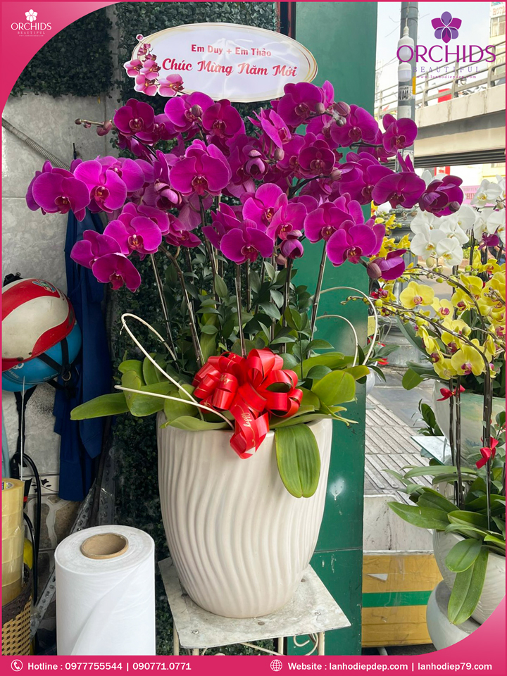 Chậu hoa lan hồ điệp tím 15 cành