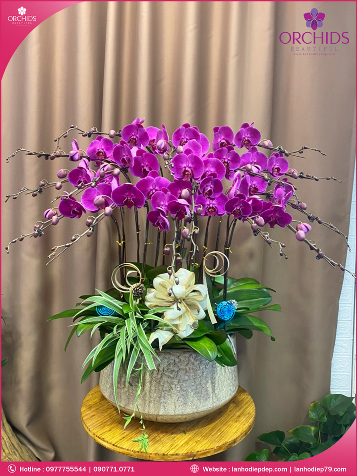 Chậu hoa lan hồ điệp tím 15 cành