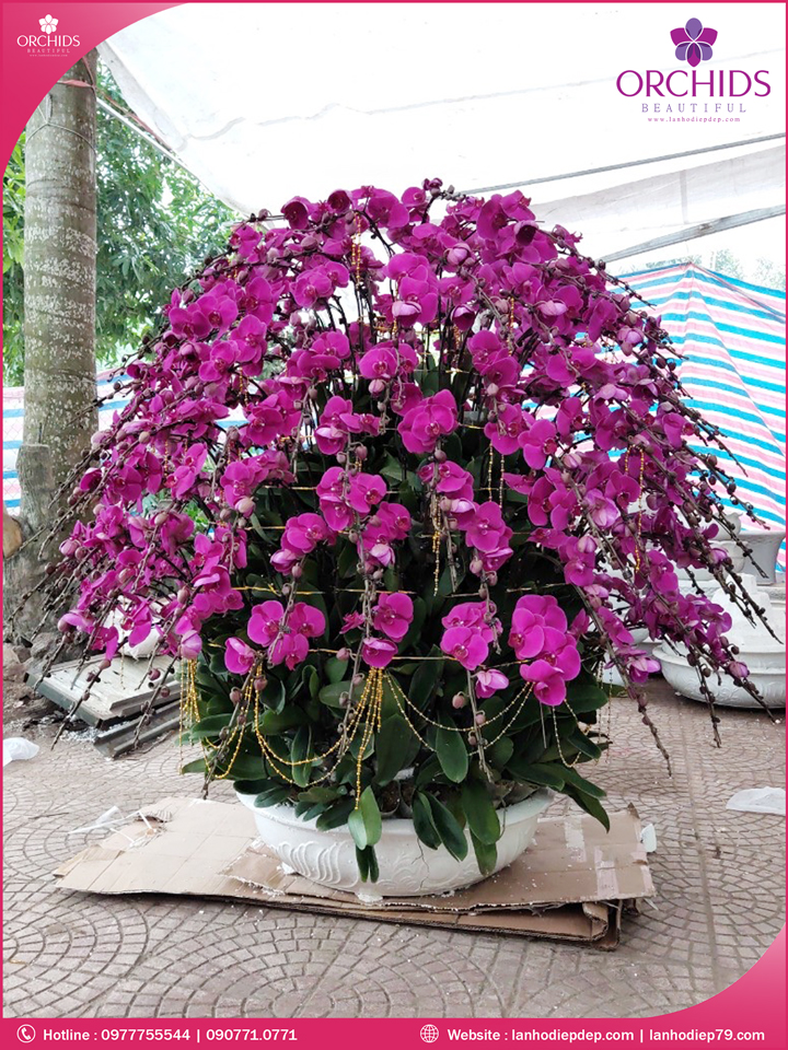 Chậu hoa lan hồ điệp tím 150 cành