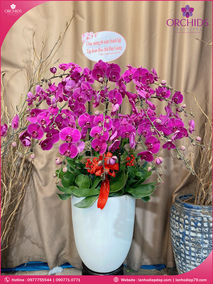 Chậu hoa lan hồ điệp tím 18 cành