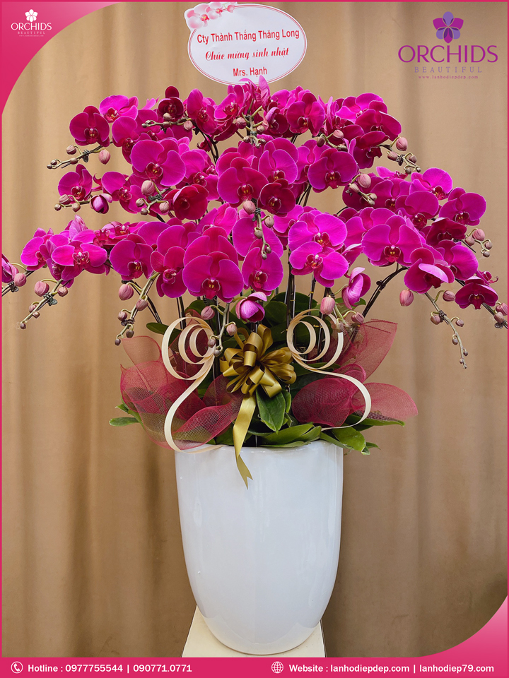 Chậu hoa lan hồ điệp tím 18 cành
