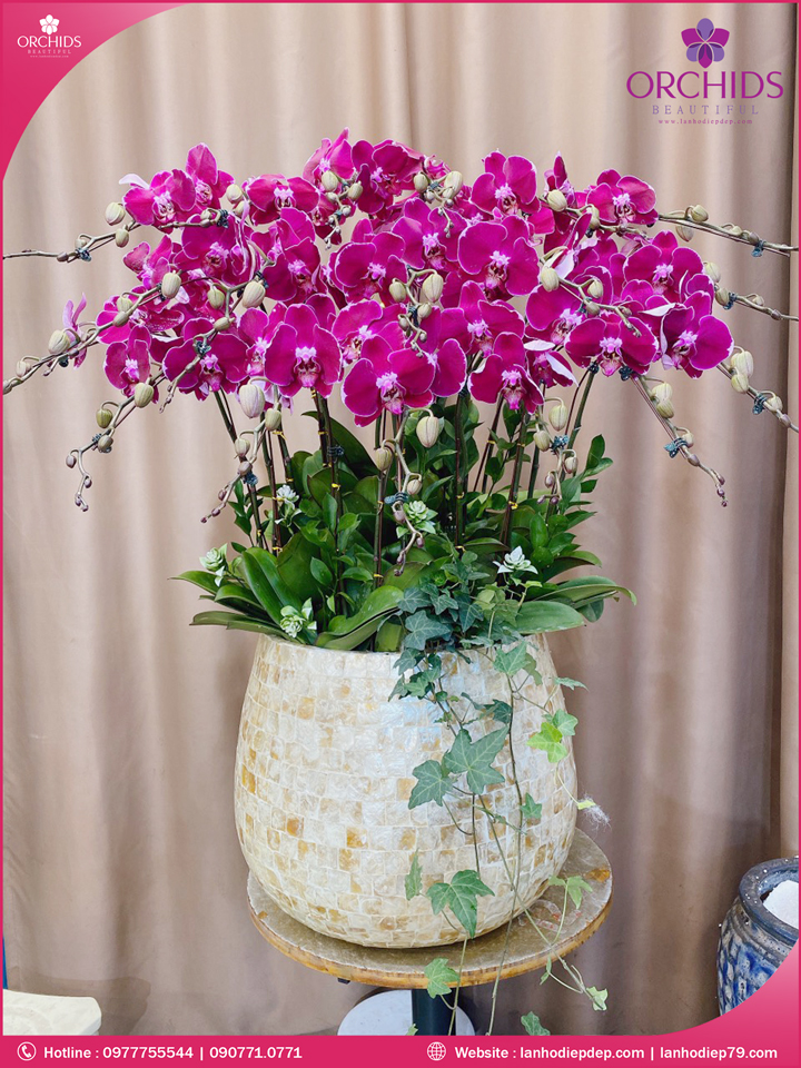 Chậu hoa lan hồ điệp tím 18 cành