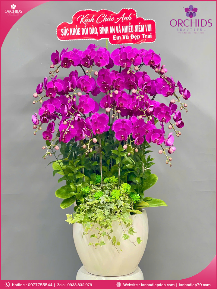 Chậu hoa lan hồ điệp tím 18 cành T195