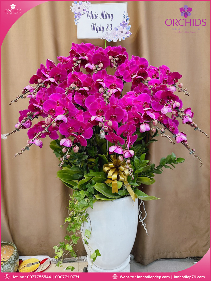 Chậu hoa lan hồ điệp tím 20 cành