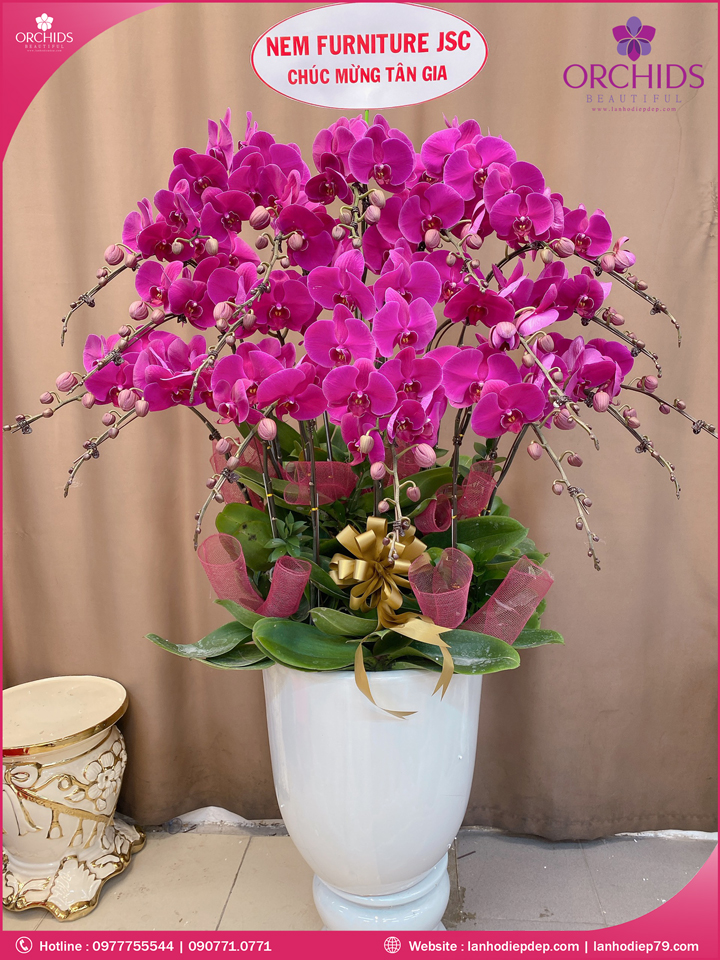 Chậu hoa lan hồ điệp tím 20 cành
