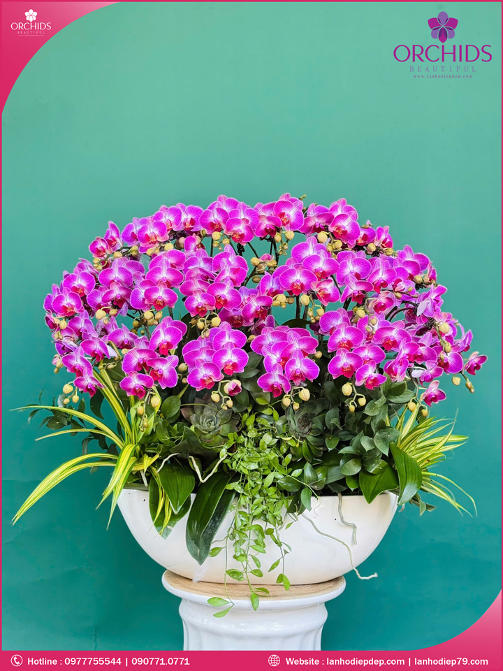 Chạu hoa lan hồ điệp tím 20 cành