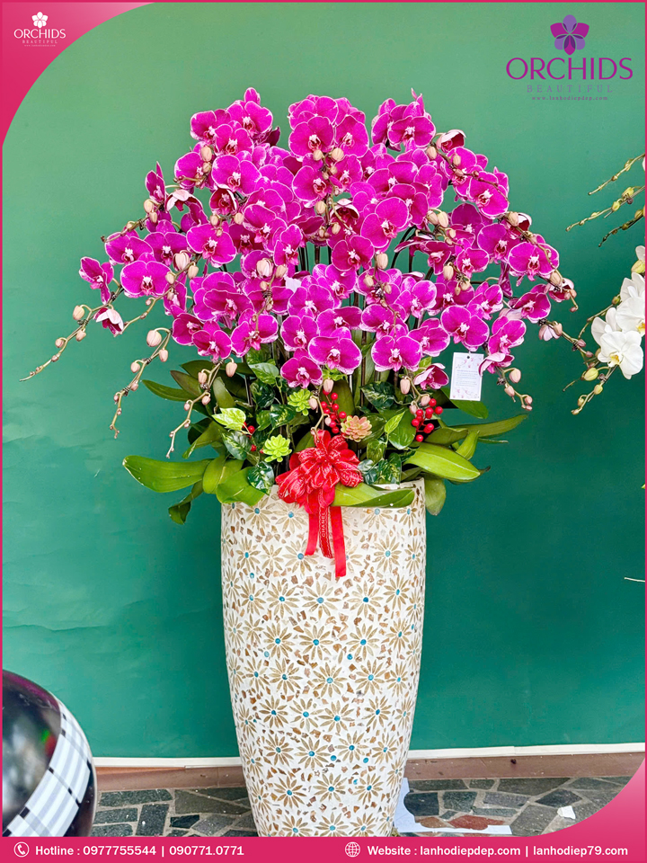 Chậu hoa lan hồ điệp tím 20 cành