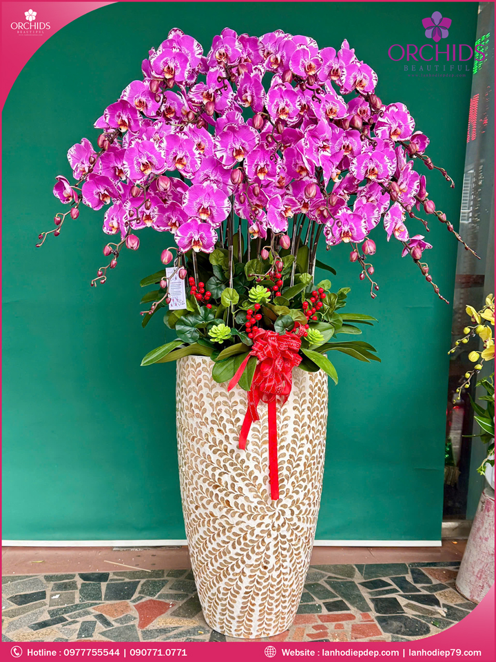 Chậu hoa lan hồ điệp tím 20 cành