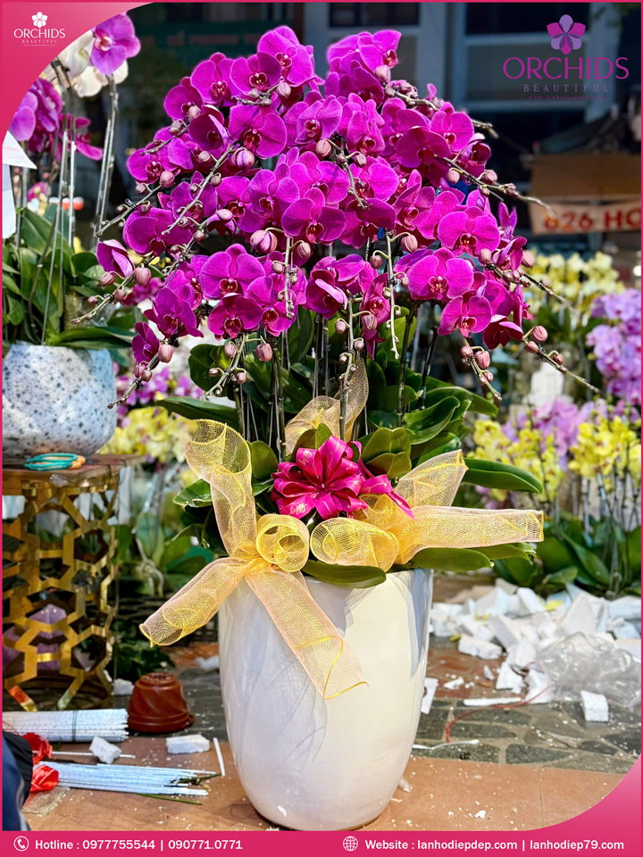 Chậu hoa lan hồ điệp tím 20 cành