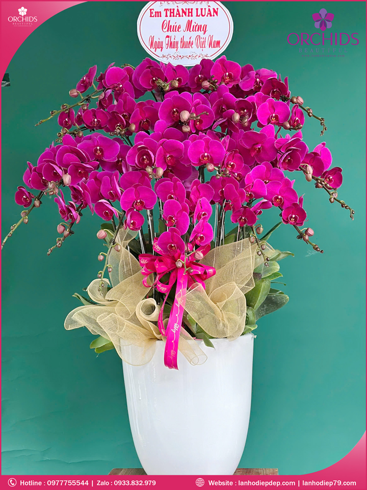 Chậu hoa lan hồ điệp tím 20 cành