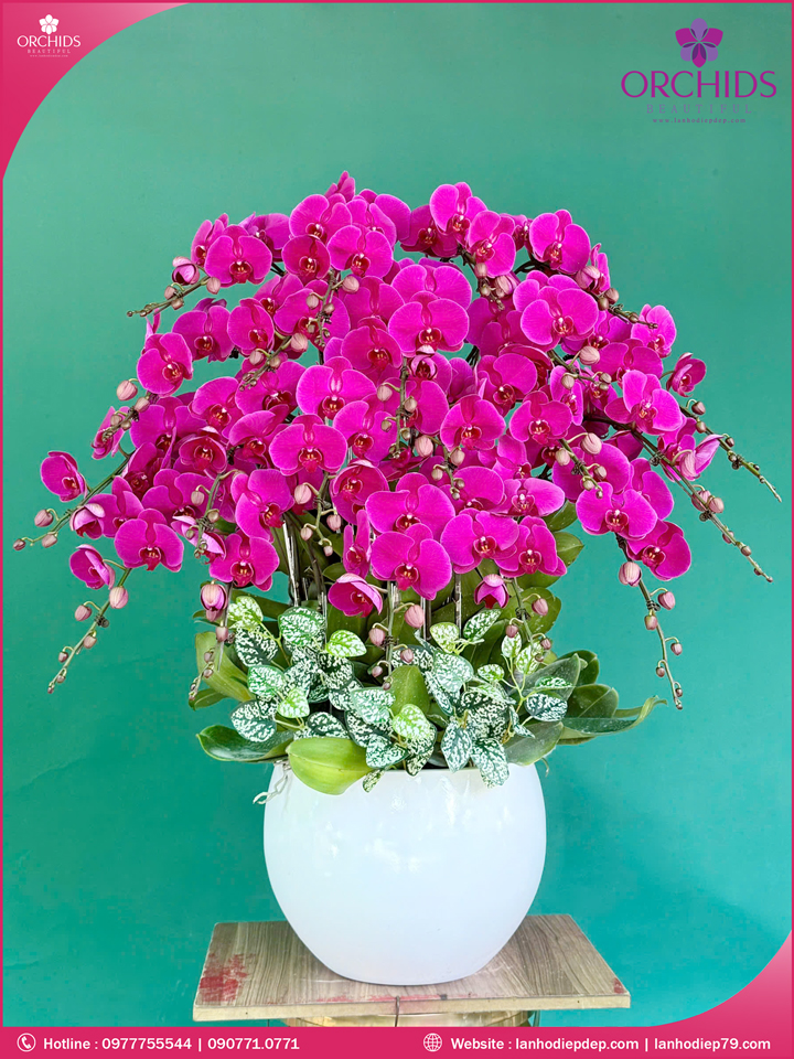 Chậu hoa lan hồ điệp tím 20 cành