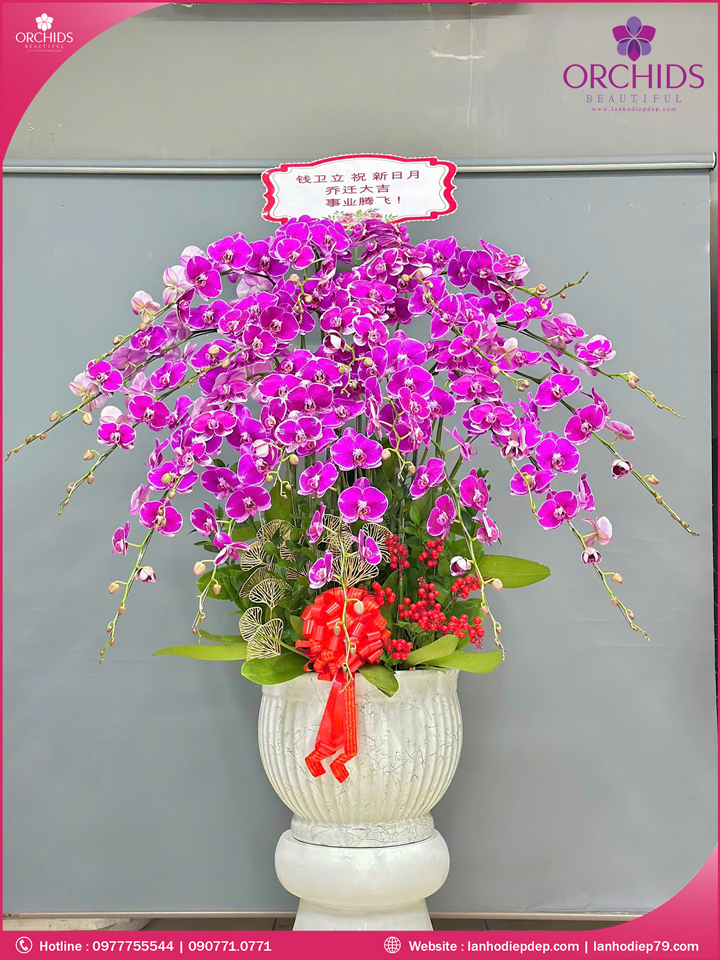 Chậu hoa lan hồ điệp tím 20 cành