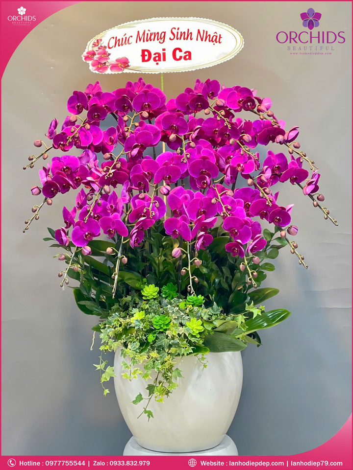 Chậu hoa lan hồ điệp tím 20 cành T198