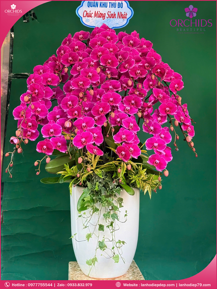 Chậu hoa lan hồ điệp tím 20 cành T199