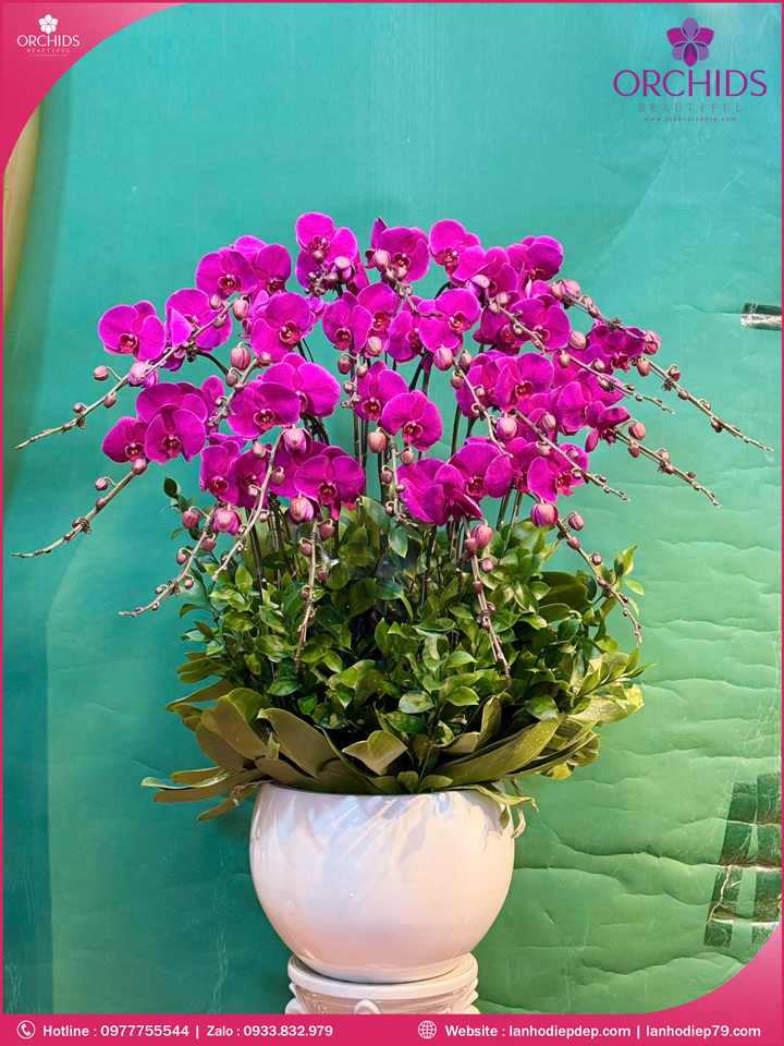 Chậu hoa lan hồ điệp tím 20 cành T215