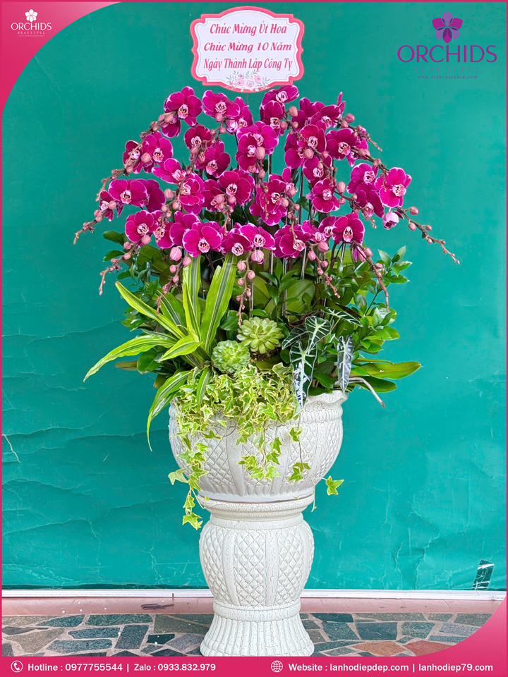 Chậu hoa lan hồ điệp tím 20 cành T216