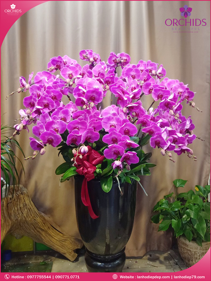 Chậu hoa lan hồ điệp tím 20 cành