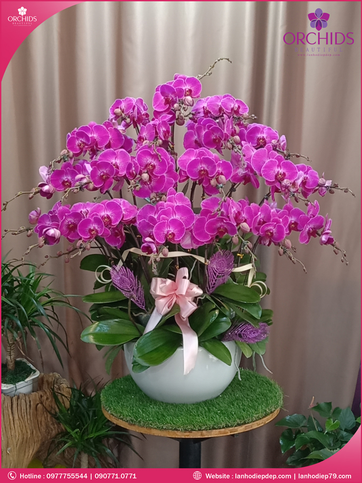 Chậu hoa lan hồ điệp tím 20 cành