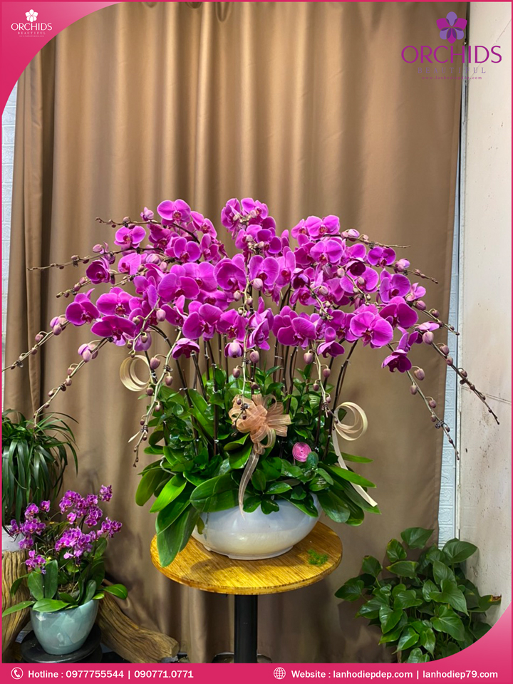 Chậu hoa lan hồ điệp tím 20 cành