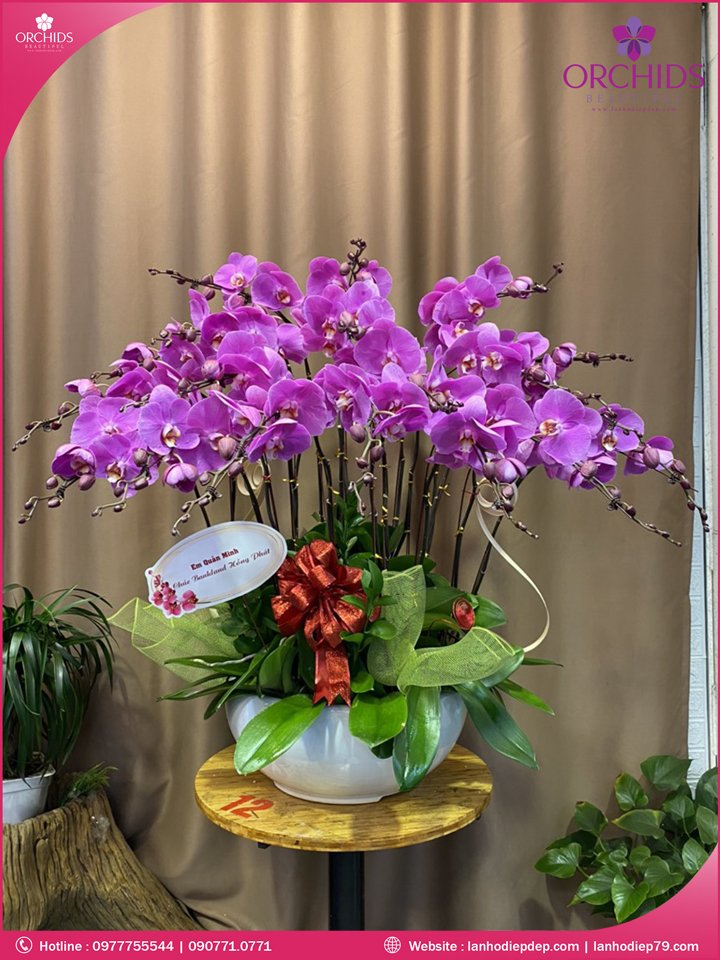 Chậu hoa lan hồ điệp tím 20 cành